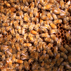 Essaim d’Abeilles sur Cadres (Réservation 2027)