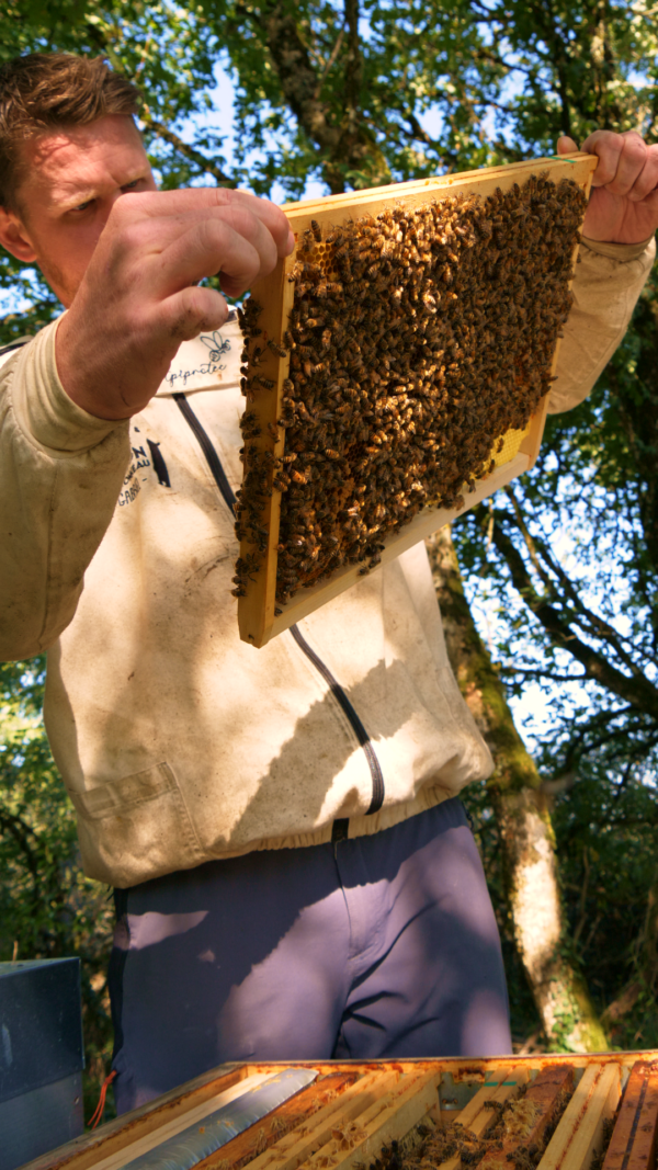 Parrain/Marraine des abeilles – Image 2