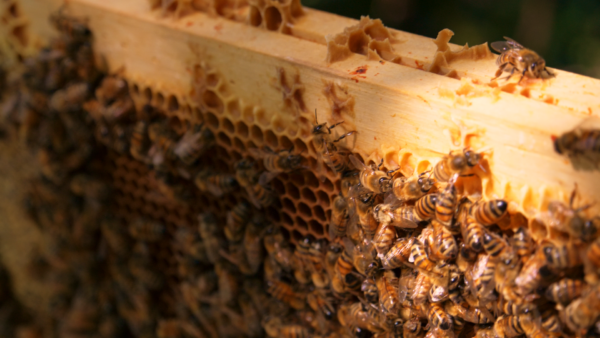 Parrain/Marraine des abeilles – Image 3