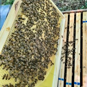 Essaim d’Abeilles sur Cadres