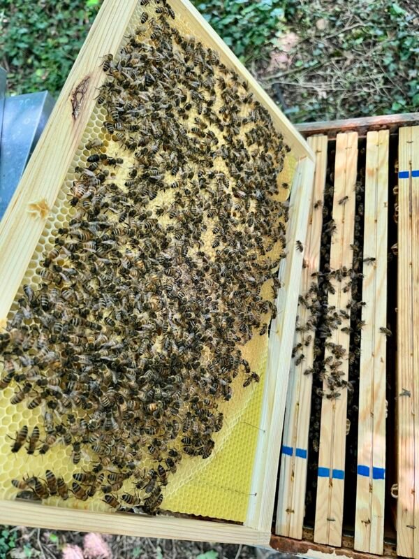 Essaim d’Abeilles sur Cadres